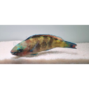 Scarus psittacus - Fahlnasen-Papageifisch