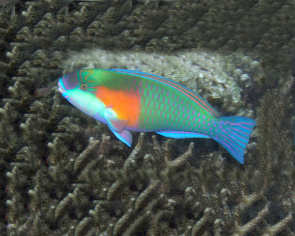 Chlorurus bowersi - Bower´s Papageifisch