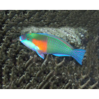 Chlorurus bowersi - Bower´s Papageifisch