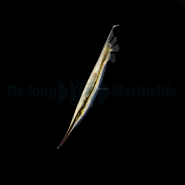 Aeoliscus strigatus - Rasiermesserfisch box