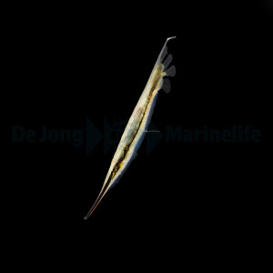 Aeoliscus strigatus - Rasiermesserfisch