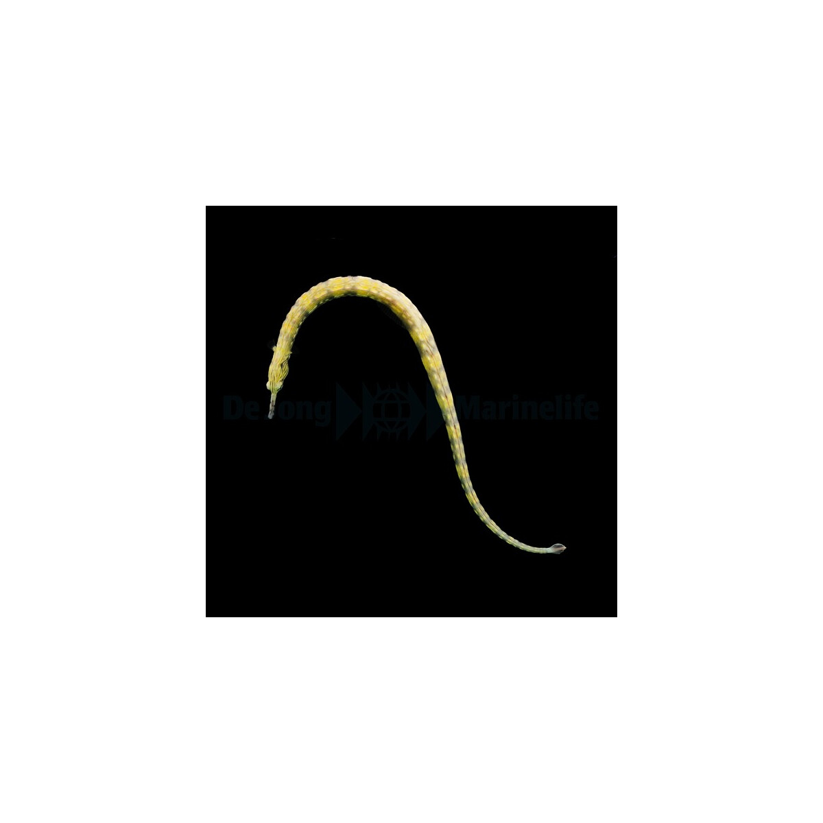 Corythoichthys haematopterus - Liegende Seenadel, Gelb geb&a
