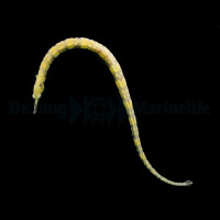 Corythoichthys haematopterus - Liegende Seenadel, Gelb gebänderte Seenadel