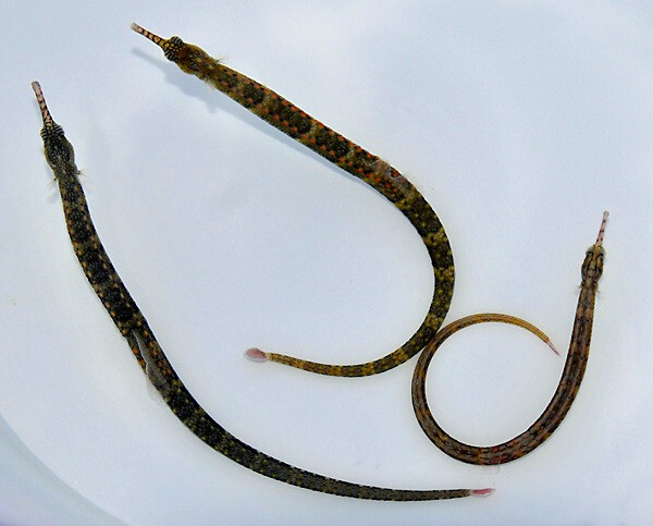 Corythoichthys polynotatus - Gelbpunkt-S box