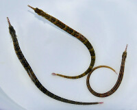 Corythoichthys polynotatus - Gelbpunkt-Seenadel