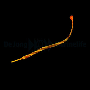 Dunckerocampus pessuliferus - Sulu-Seenadel, Gelbband- ...