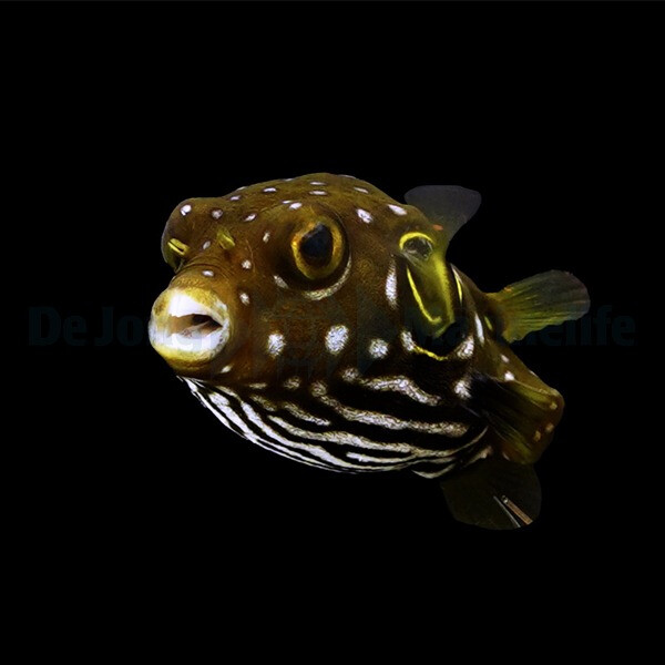 Arothron hispidus - Weißflecken-Kugelfisch