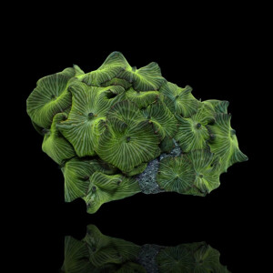 Discosoma sp. Assorted on Rock
