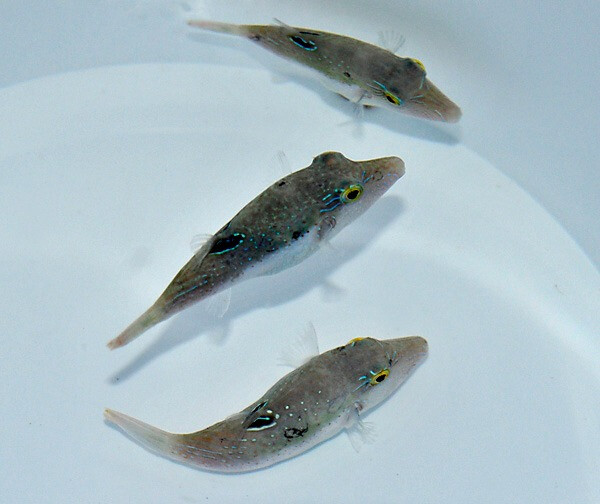 Canthigaster bennetti - Benetts Kugelfisch