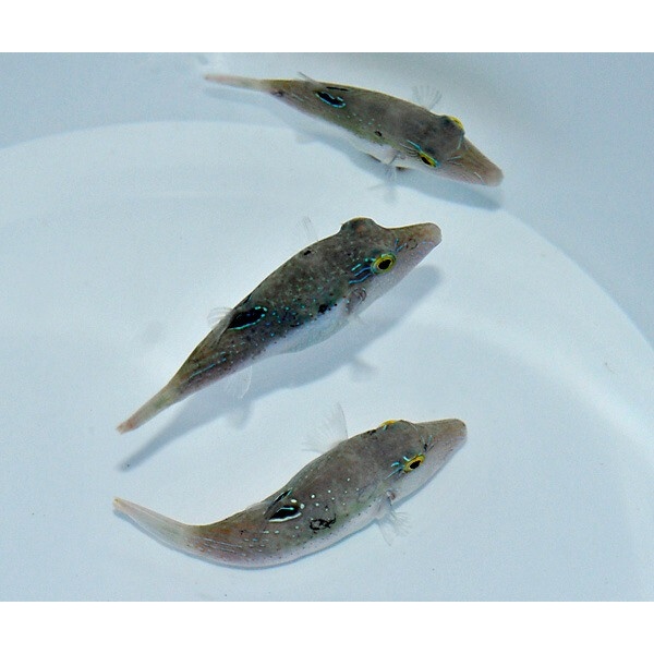 Canthigaster bennetti - Benetts Kugelfisch