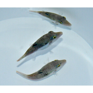 Canthigaster bennetti - Benetts Kugelfisch