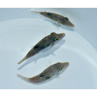Canthigaster bennetti - Benetts Kugelfisch