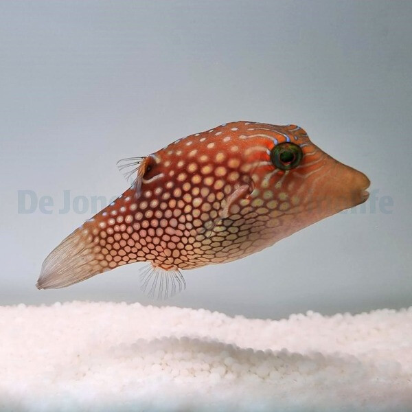 Canthigaster janthinoptera - Netz-Spitzkopf-Kugelfisch