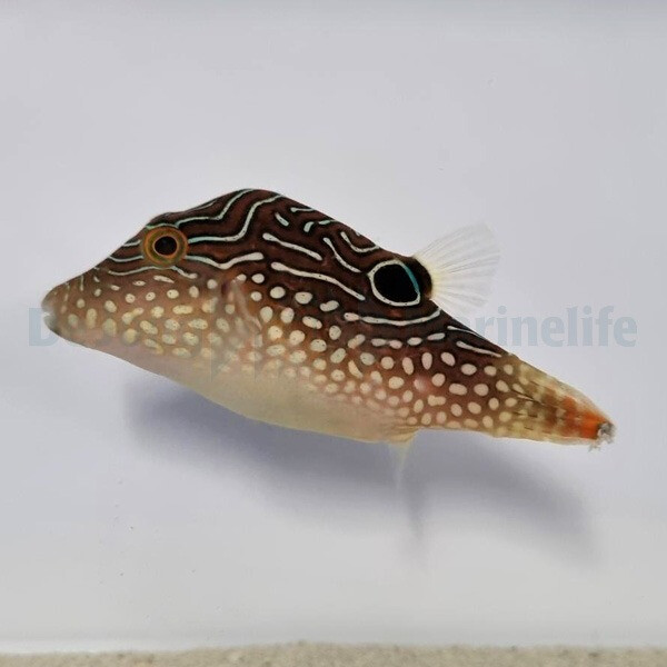 Canthigaster margaritata - Spitzkopf- oder Perlen-Kugelfisch