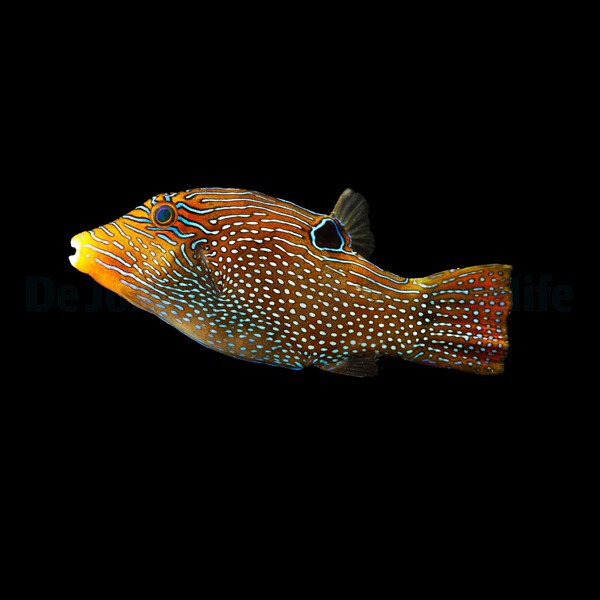 Canthigaster papua - Falschaugen-Kugelfisch