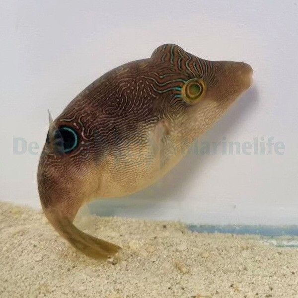 Canthigaster compressa - Labyrinth-Kugelfisch