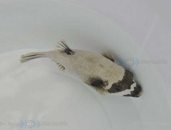 Arothron diadematus - Masken-Kugelfisch