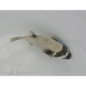 Arothron diadematus - Masken-Kugelfisch
