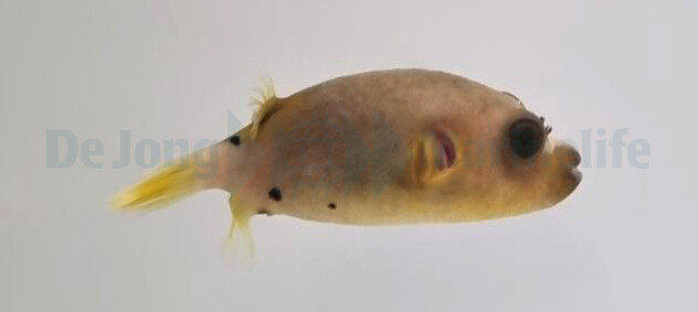 Arothron nigropunctatus - Schwarzflecken-Kugelfisch