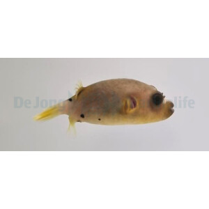 Arothron nigropunctatus - Schwarzflecken-Kugelfisch