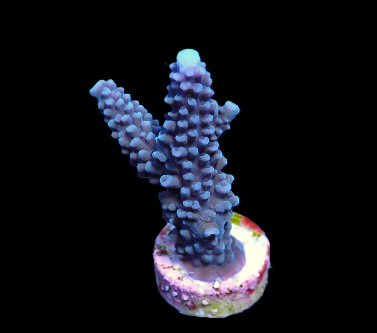 Acropora formosa (Blue) (frag)