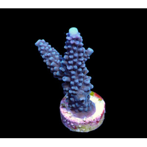 Acropora formosa (Blue) (frag)