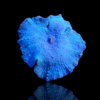 Discosoma Ultra Blue - per Ohr