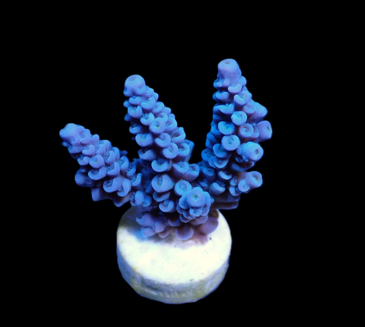 Acropora bifaria (Blue) (frag)