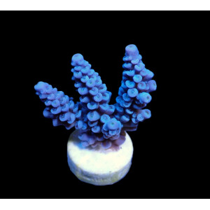 Acropora bifaria (Blue) (frag)