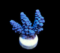 Acropora bifaria (Blue) (frag)