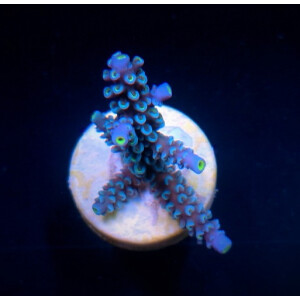 Acropora hoeksemai (frag)