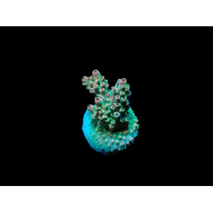Acropora latistella (frag)