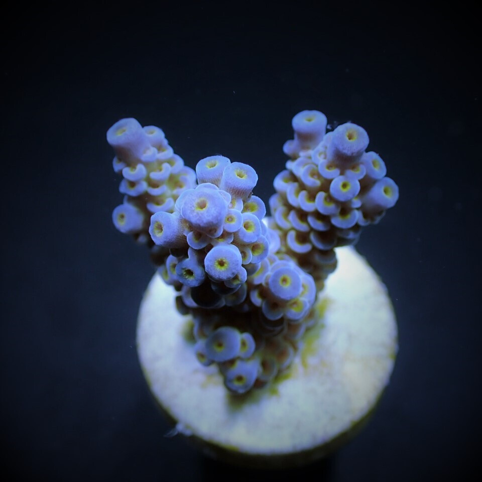 Acropora tenuis (Blueish) (frag) box