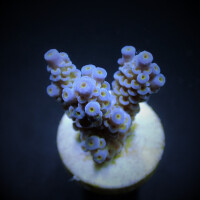 Acropora tenuis (Blueish) (frag)