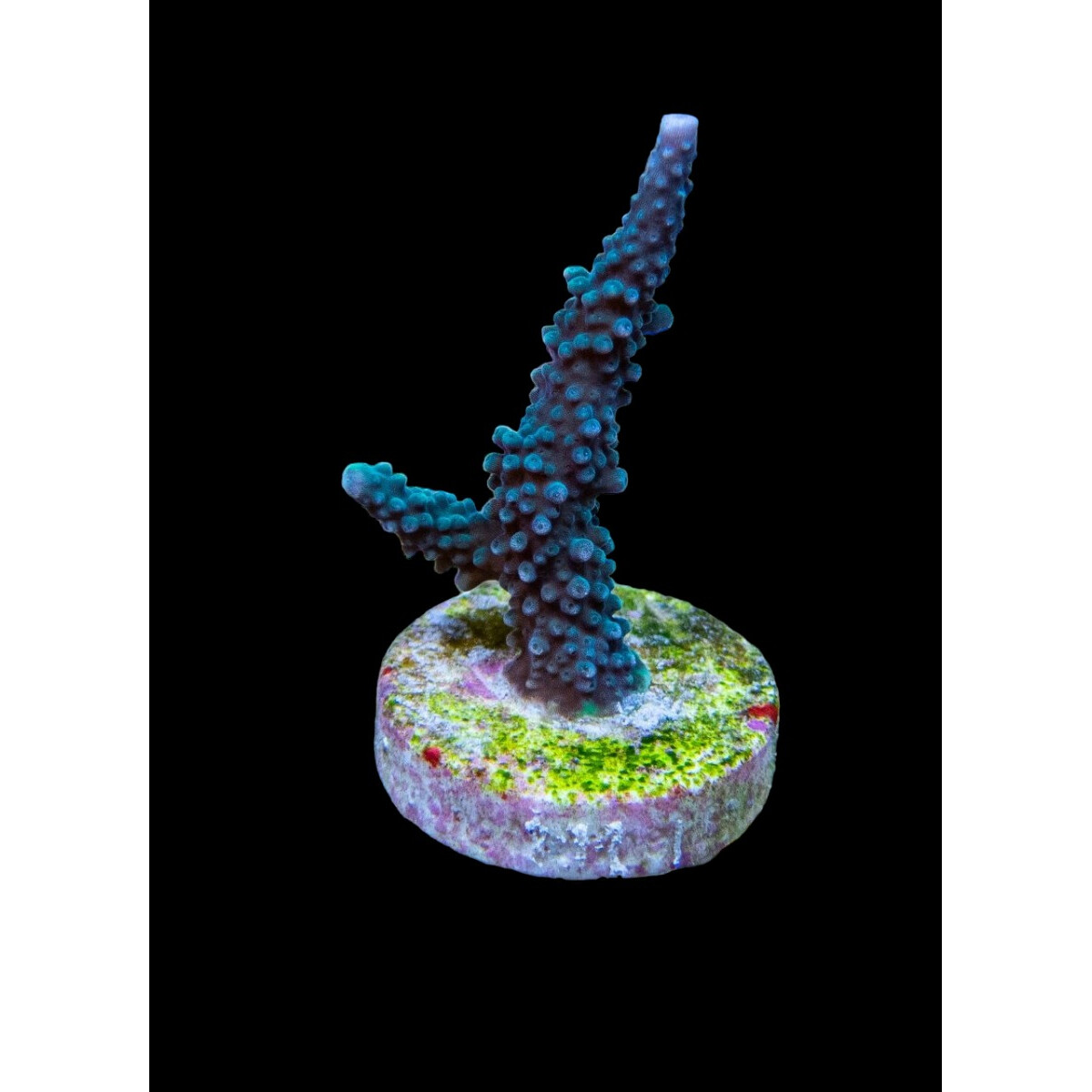 Acropora yongei (frag) box