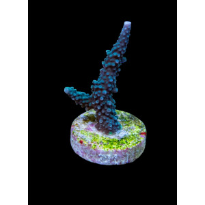 Acropora yongei (frag)