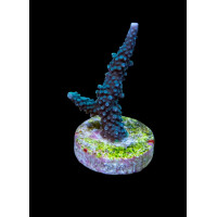 Acropora yongei (frag)