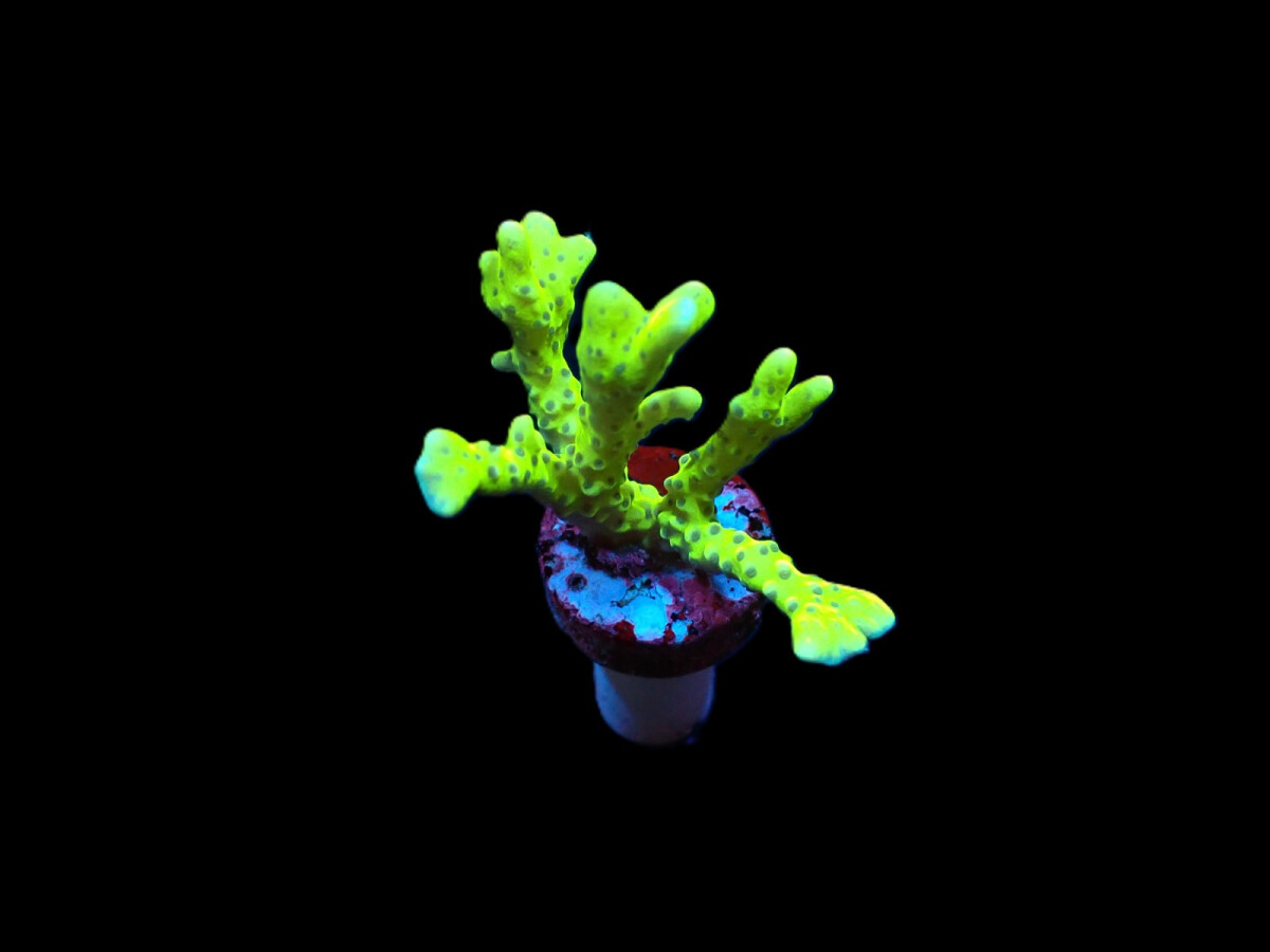 Anacropora spp. (Green Goblin) (frag) box