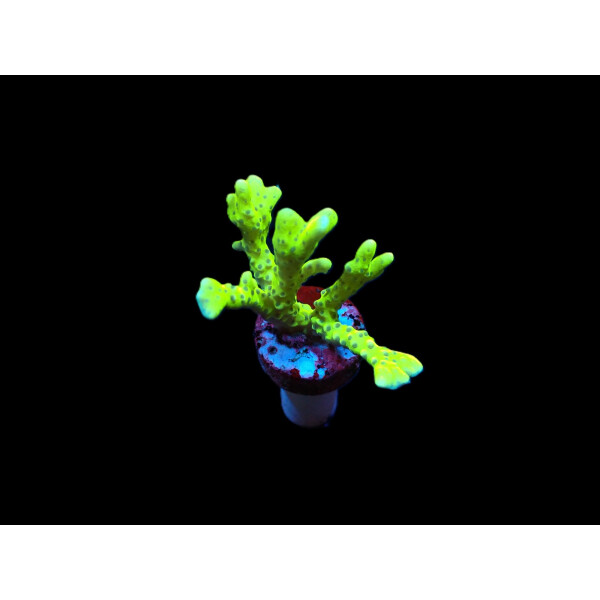 Anacropora spp. (Green Goblin) (frag)