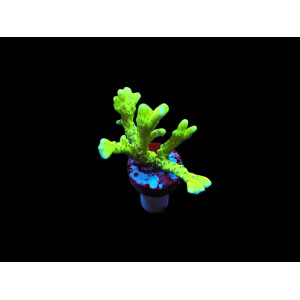 Anacropora spp. (Green Goblin) (frag)