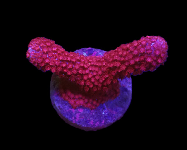 Porites sp. (Bordeaux) ( frag)