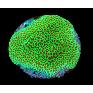 Porites spp. (Encrusting) (Red Polyp) (frag)