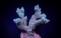 Montipora peltiformis - "Blue Polyp"
