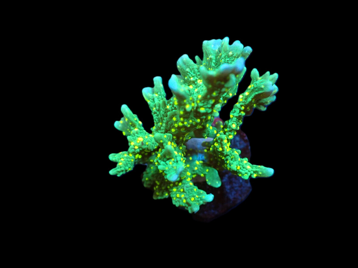Montipora stellata (frag)