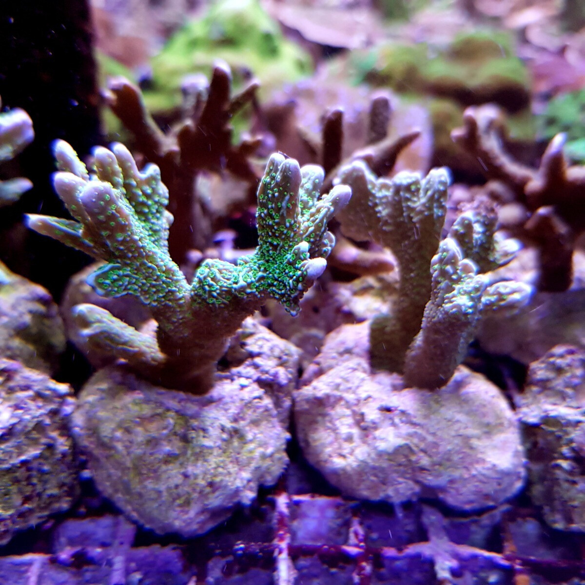 Montipora malampaya (frag) box