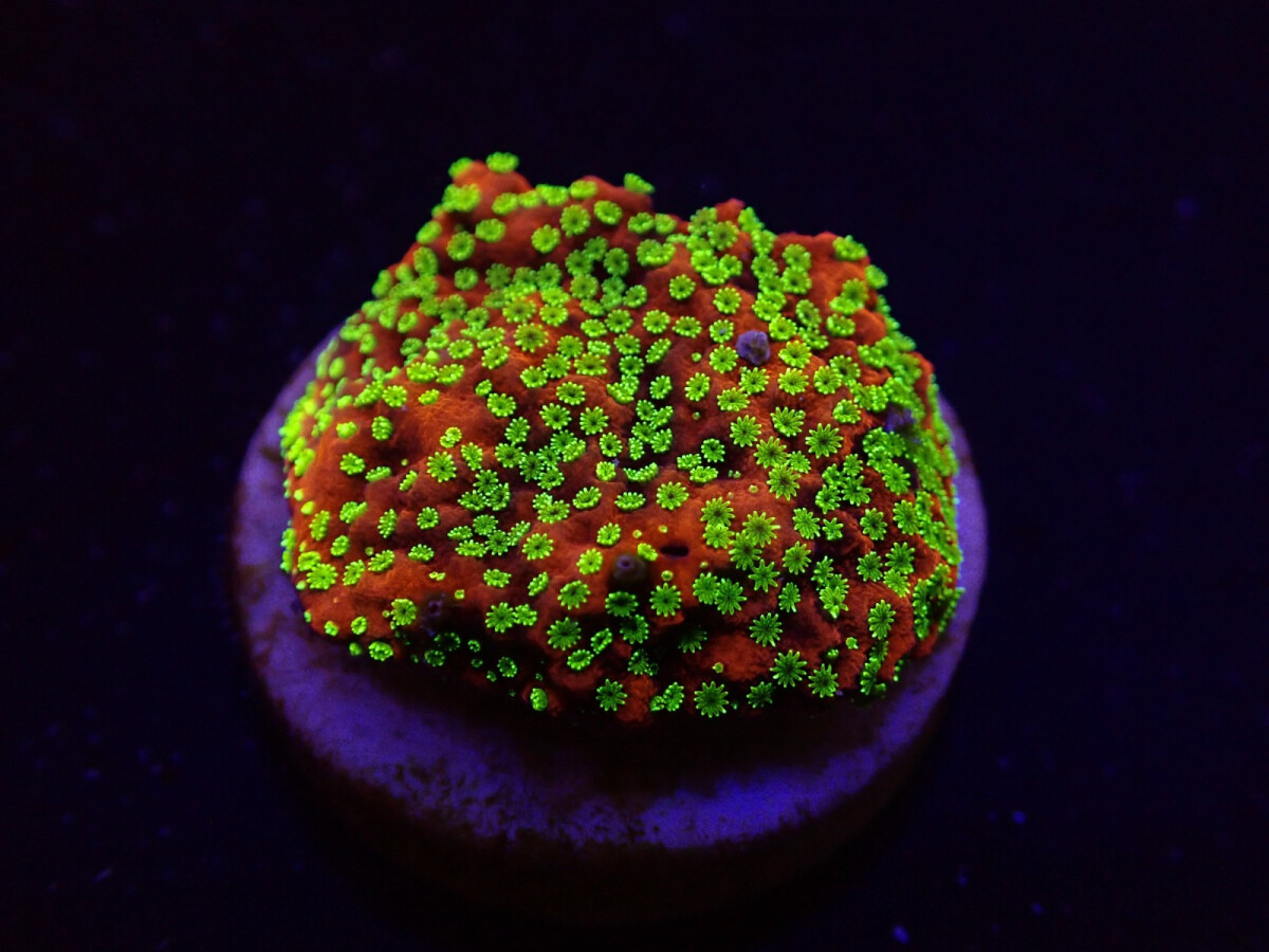 Montipora spp. Sunset (frag)