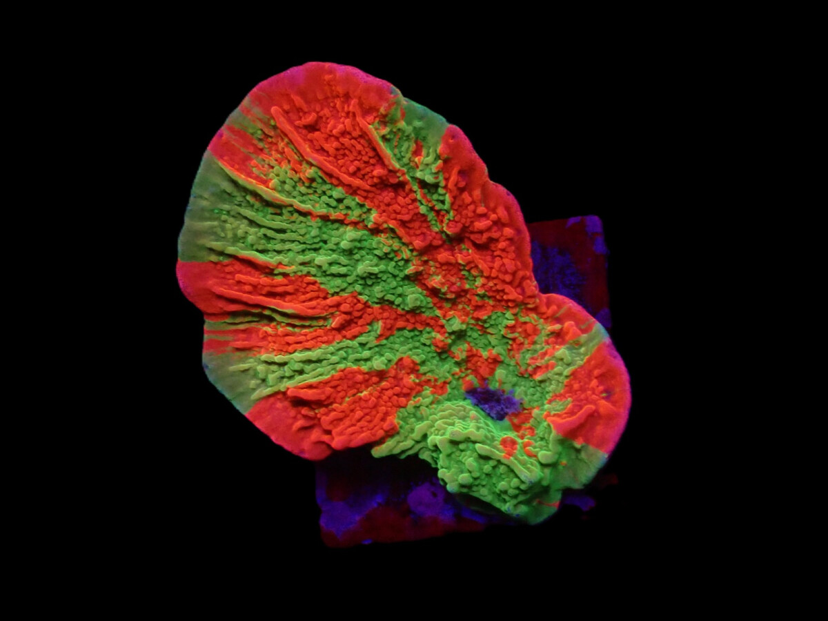 Montipora foliosa (Grafted) (frag) box