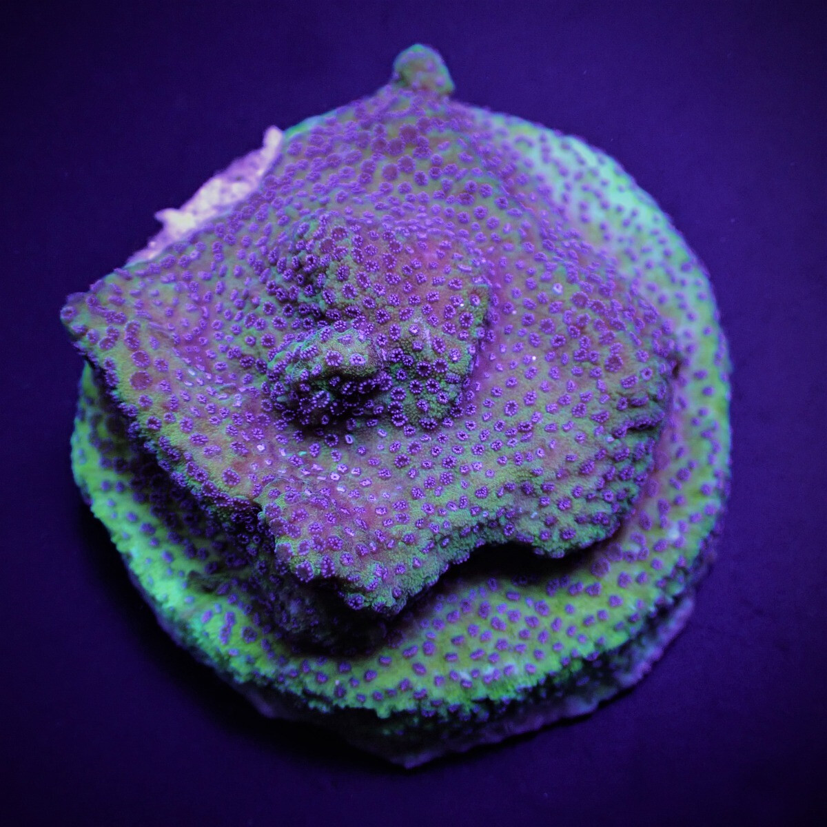 Montipora spp. Blueberry Pie (frag)