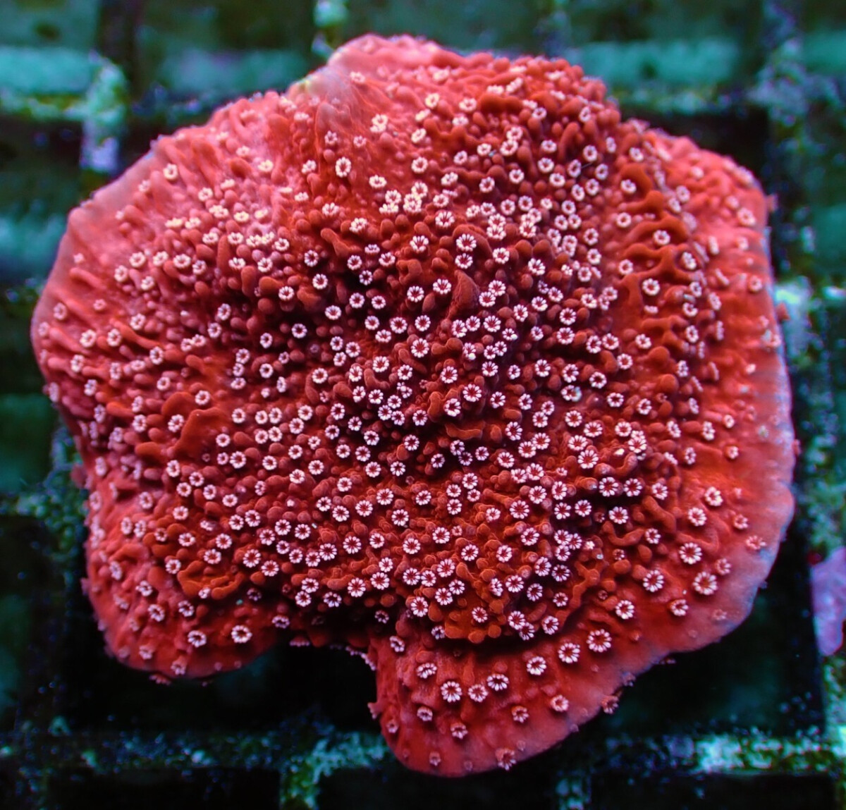 Montipora spp. Snow Cap (frag)