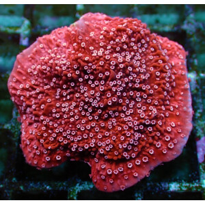 Montipora spp. Snow Cap (frag)